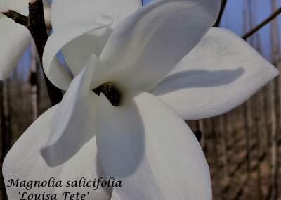Beverboom Magnolia salicifolia 'Louisa Fete