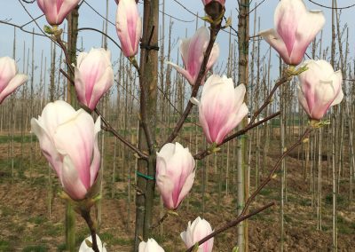 magnolia Soulangeana